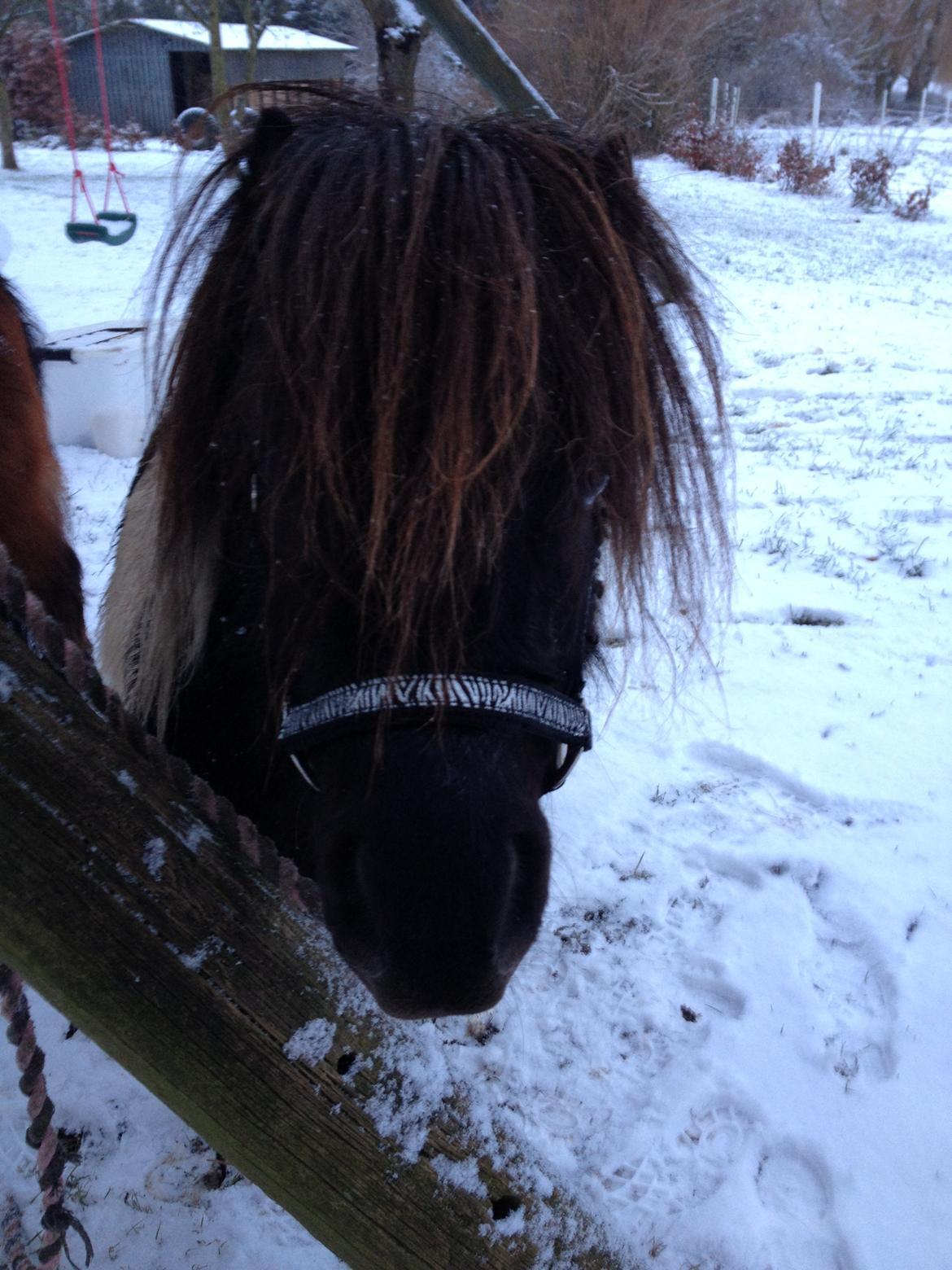 Shetlænder guldfrrøens Crosser billede 6
