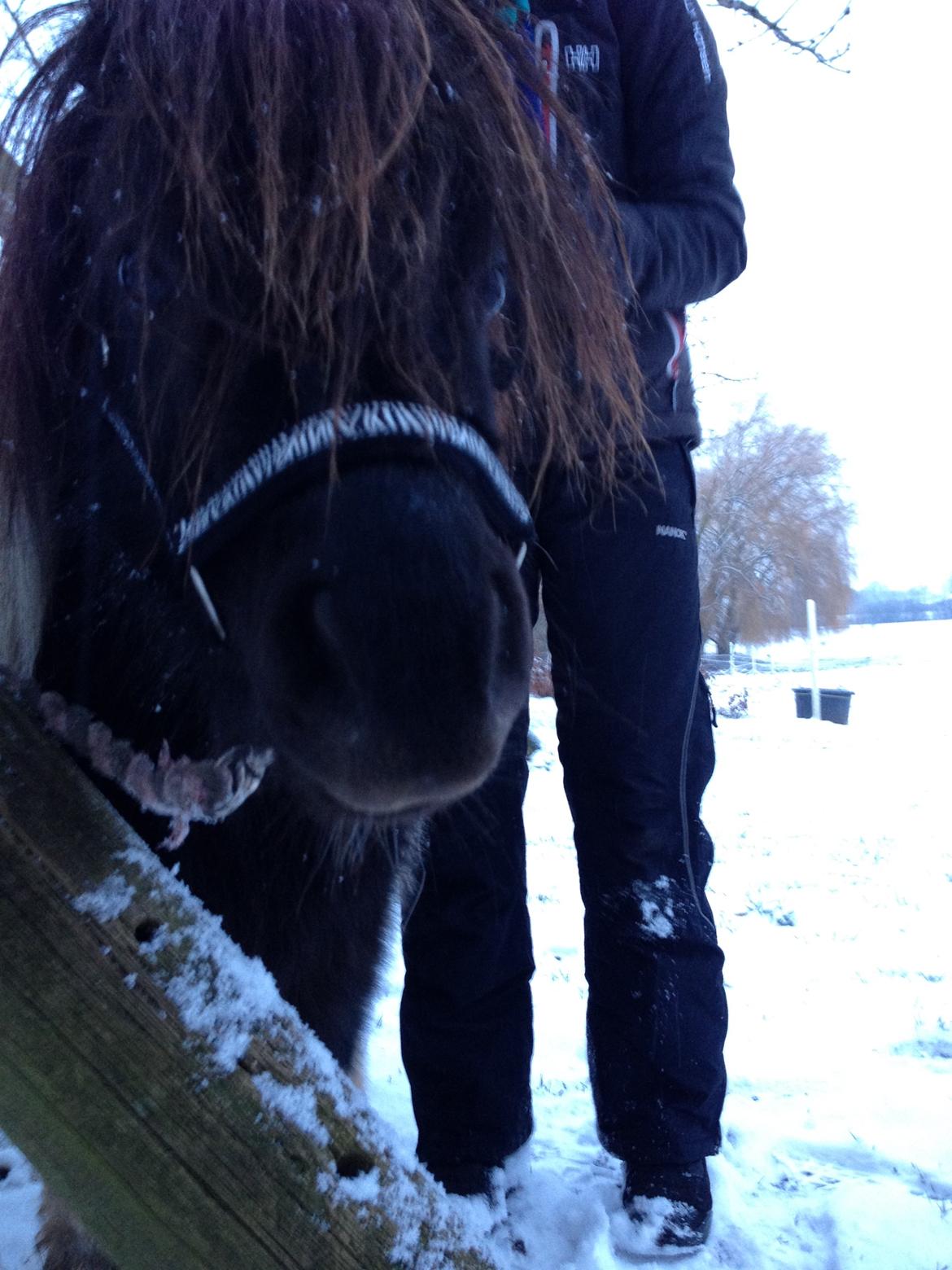 Shetlænder guldfrrøens Crosser billede 7