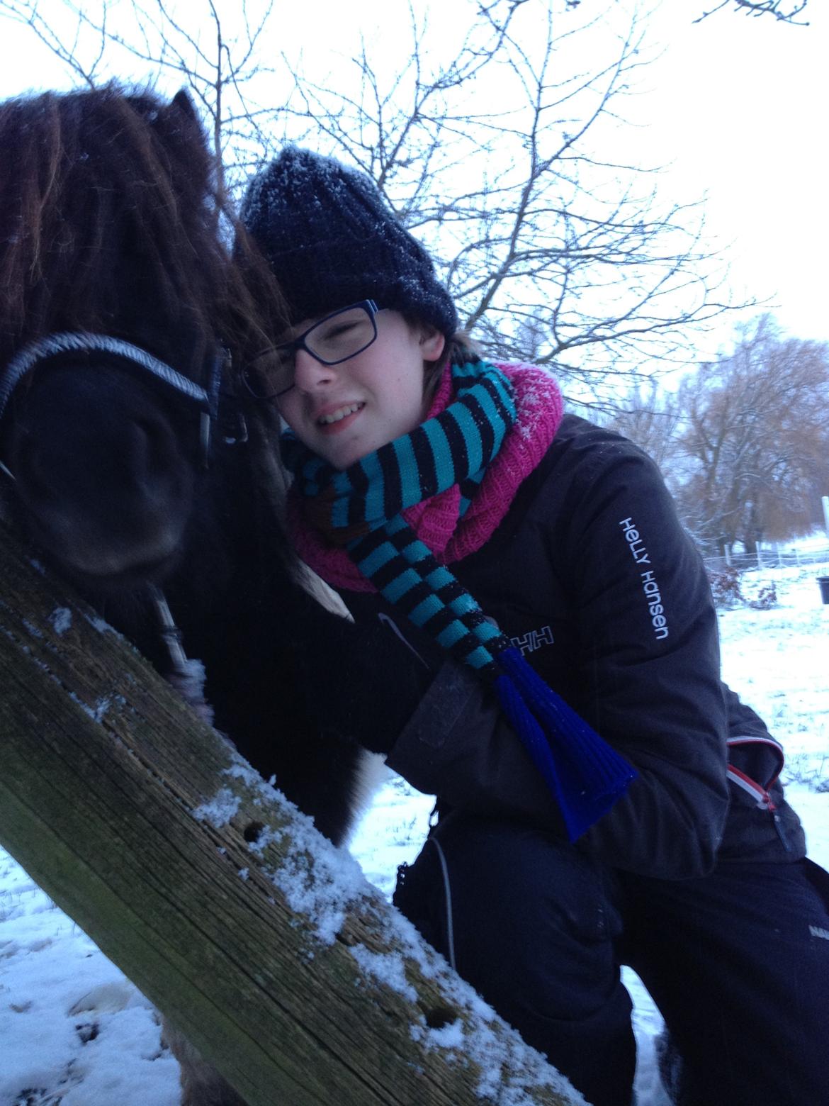 Shetlænder guldfrrøens Crosser billede 8
