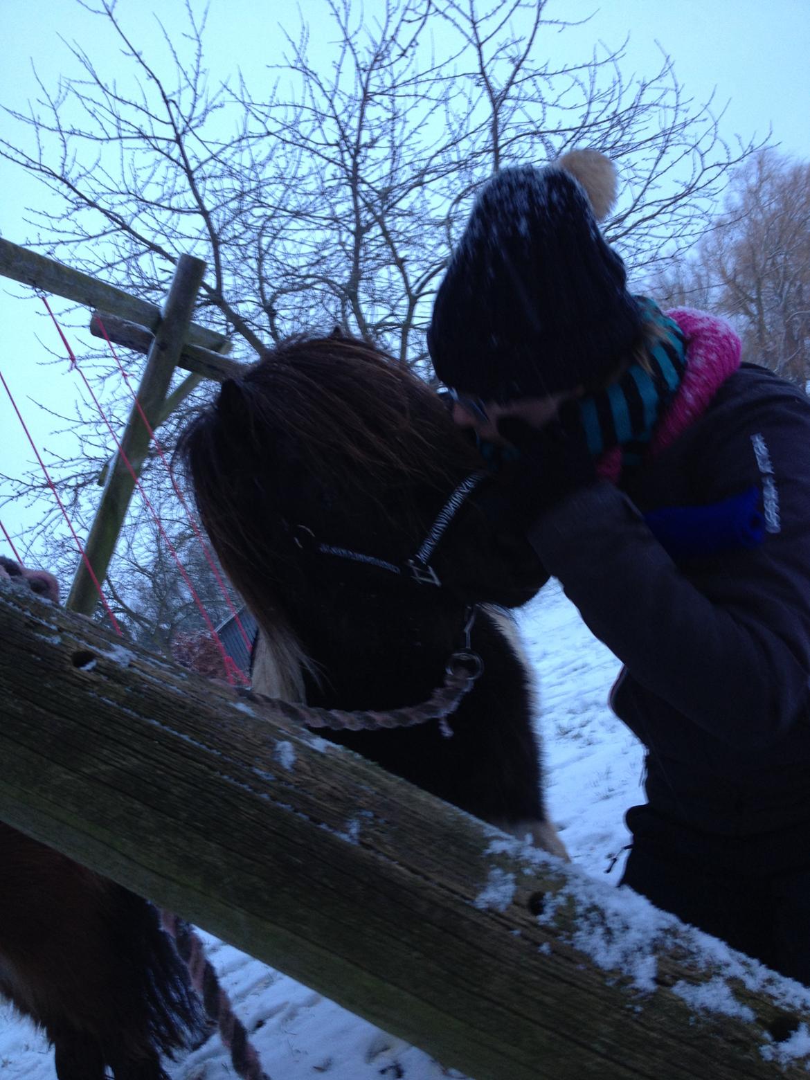 Shetlænder guldfrrøens Crosser billede 11