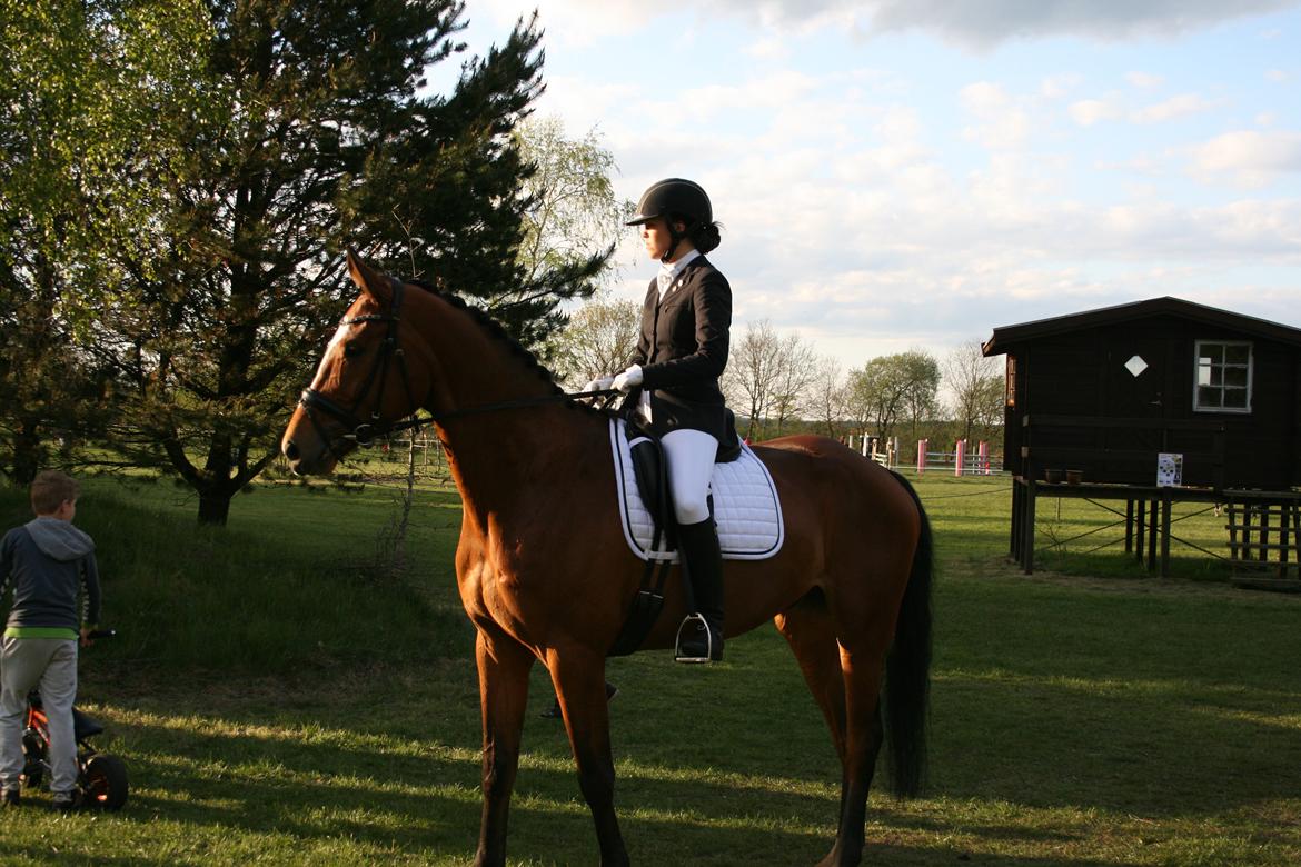 Dansk Varmblod Rushdie billede 1