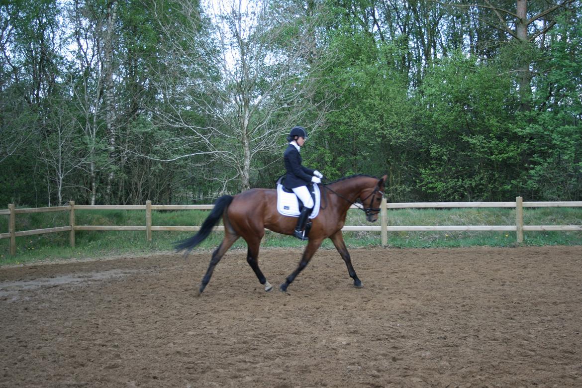 Dansk Varmblod Rushdie billede 2