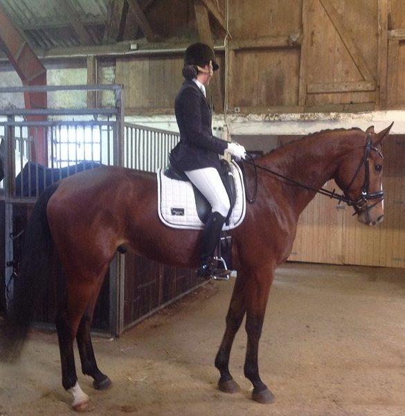 Dansk Varmblod Rushdie billede 3