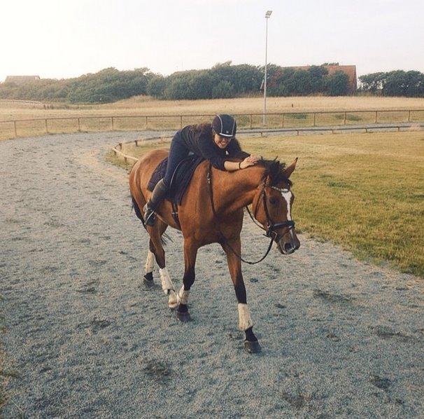 Dansk Varmblod Rushdie billede 5