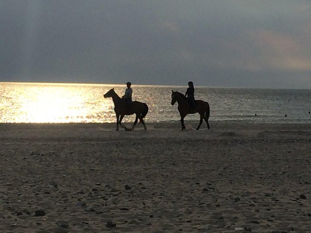 Dansk Varmblod Rushdie billede 4