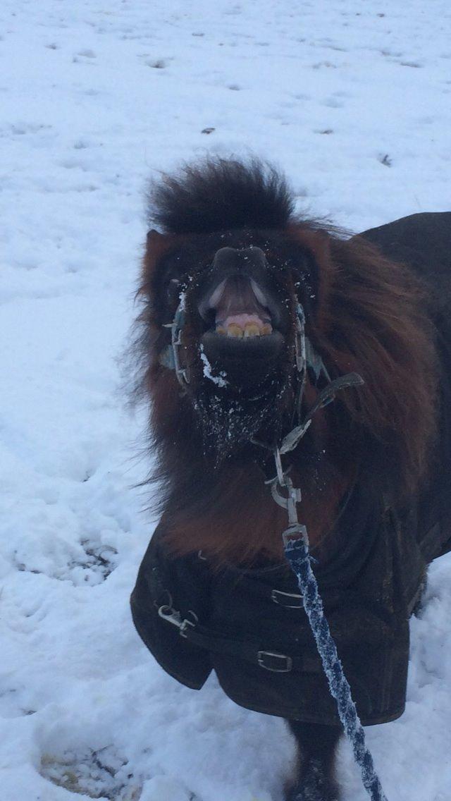 Miniature Fiskergårdens Tino billede 19