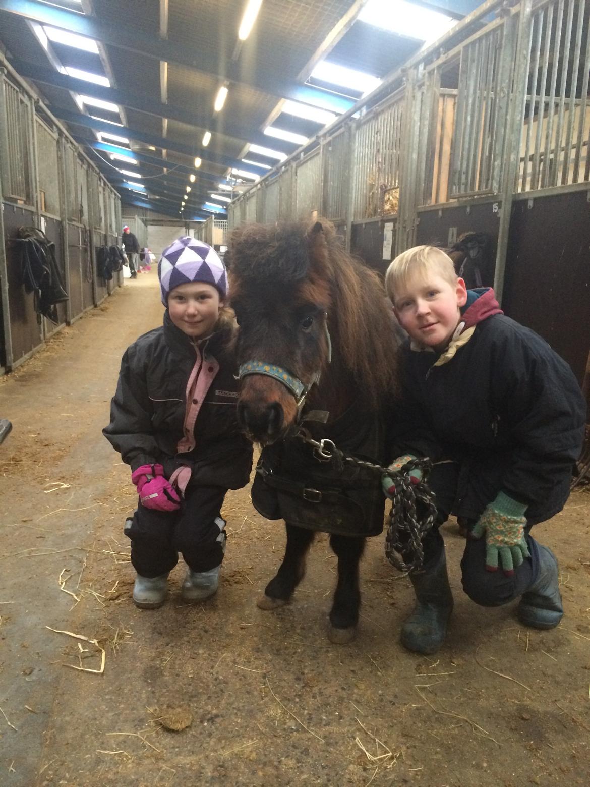 Miniature Fiskergårdens Tino billede 11