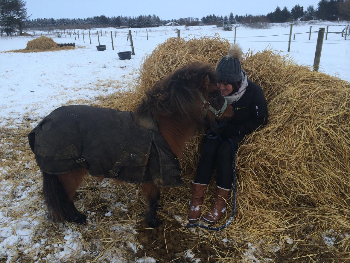 Miniature Fiskergårdens Tino billede 6