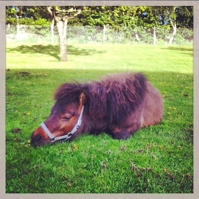Miniature Fiskergårdens Tino billede 20