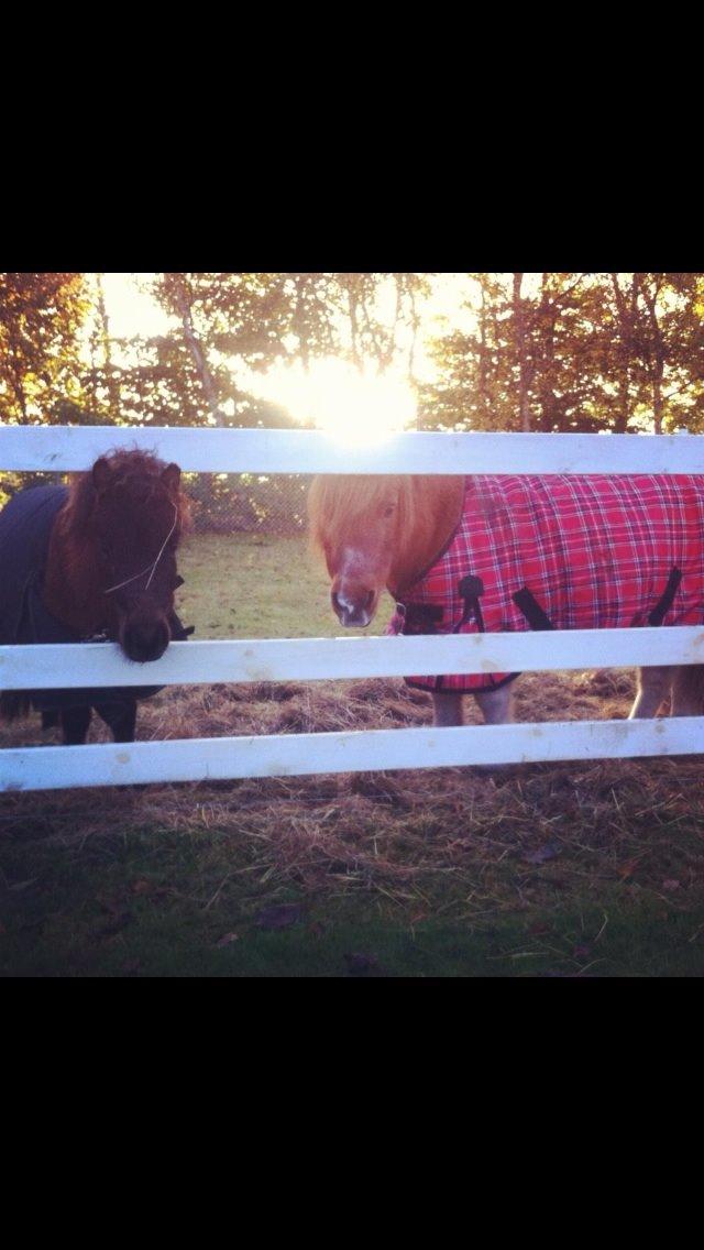 Miniature Fiskergårdens Tino billede 8