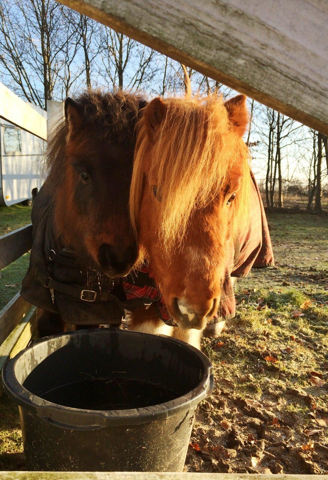 Miniature Fiskergårdens Tino billede 14