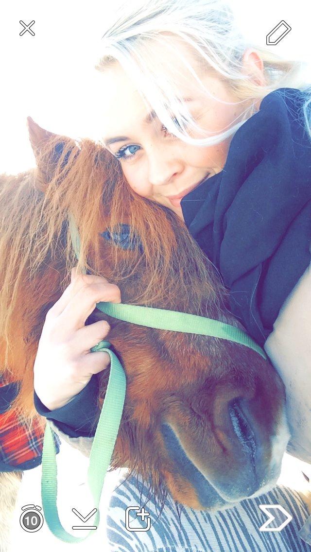 Shetlænder Sofus  billede 16