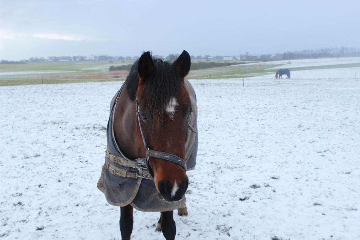 DSP Bæklunds Camikka billede 4