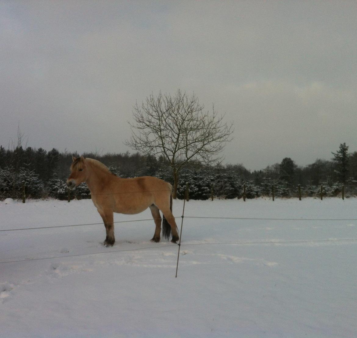 Fjordhest Hjorthøj´s Note - Tykke-pigen i sneen 3/2-15 ca 2 måneder til foling billede 42