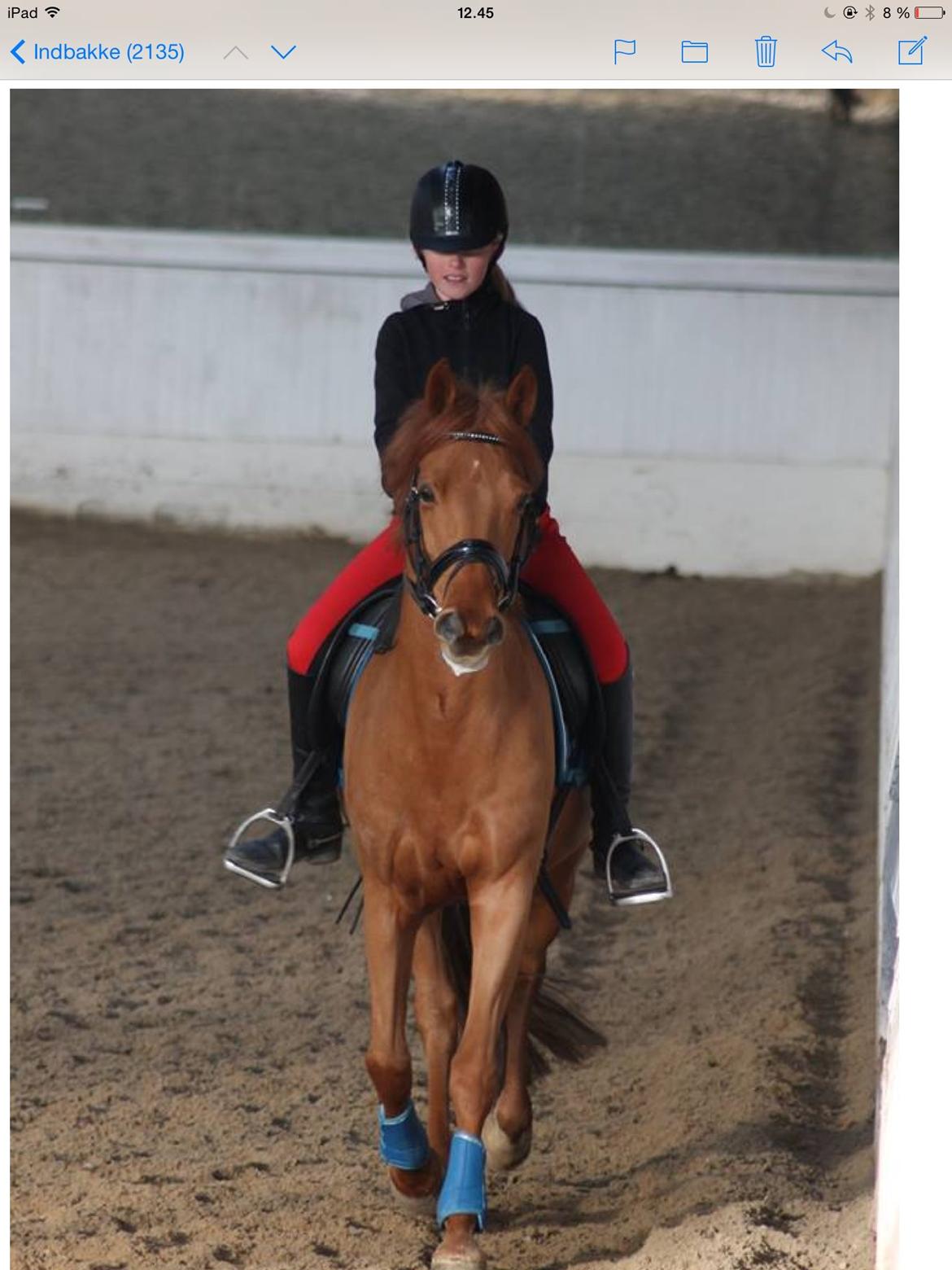 New Forest /DSP HOPPESGÅRD SEBASTAN (Solgt) billede 4