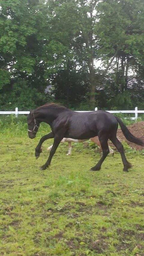 Frieser Uhrbrandsmindes Malik <3 billede 19