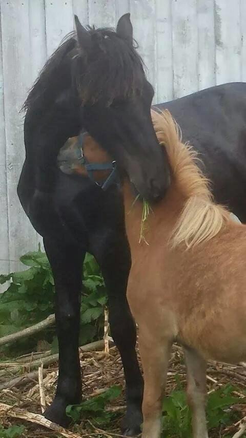 Frieser Uhrbrandsmindes Malik <3 billede 20