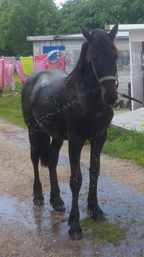 Frieser Uhrbrandsmindes Malik <3 billede 1