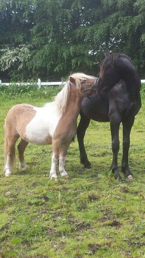 Frieser Uhrbrandsmindes Malik <3 billede 22