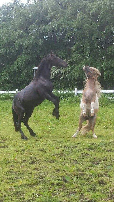 Frieser Uhrbrandsmindes Malik <3 billede 21