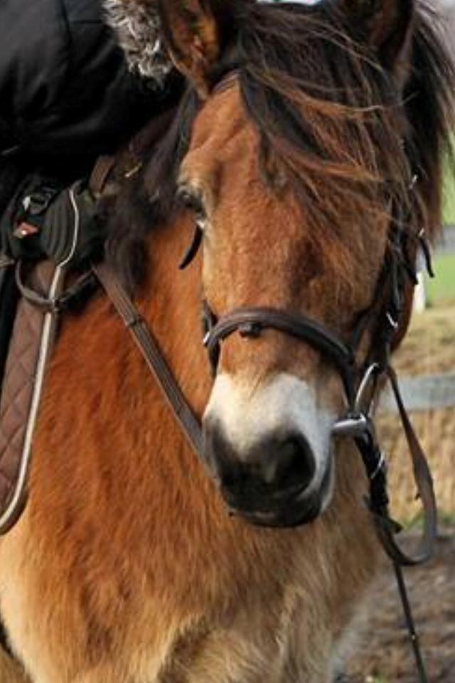 Gotlandsruss Idol - Så smukke idol billede 1