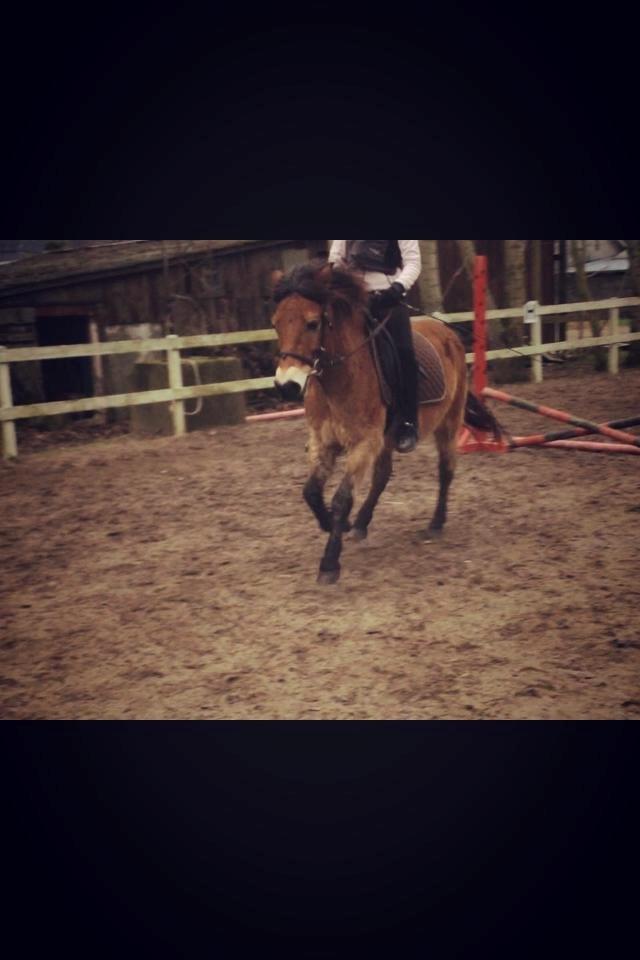 Gotlandsruss Idol billede 2