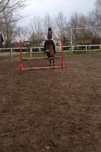 Gotlandsruss Idol - her springer mig og idol 65-70 cm billede 3