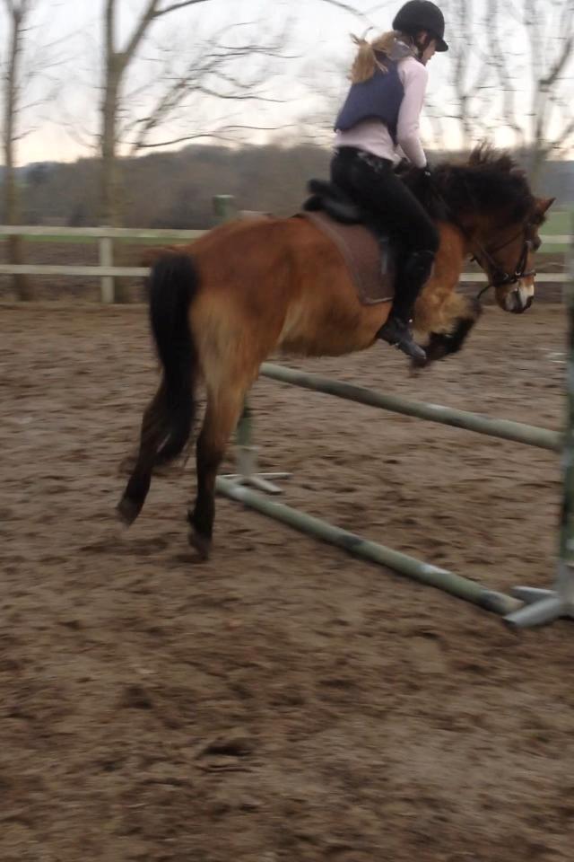 Gotlandsruss Idol - 60-65 cm  billede 4