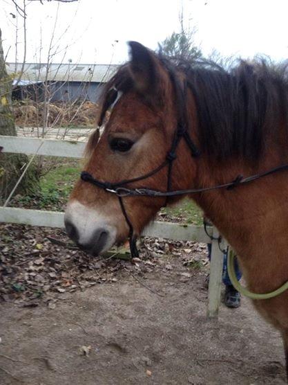 Gotlandsruss Idol - første gang vi red i sidepull billede 7