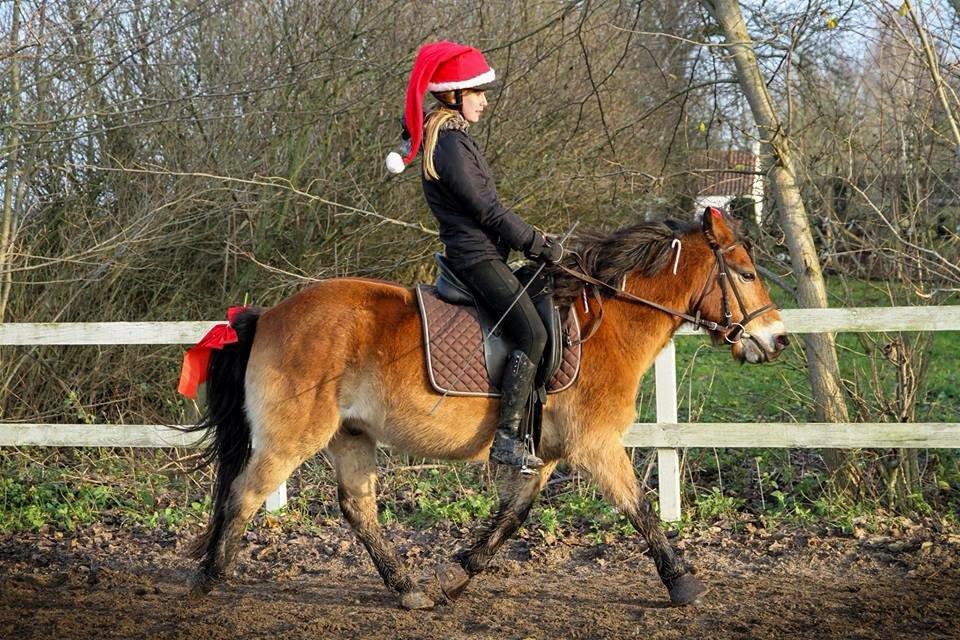 Gotlandsruss Idol - ridening i december <3 billede 8