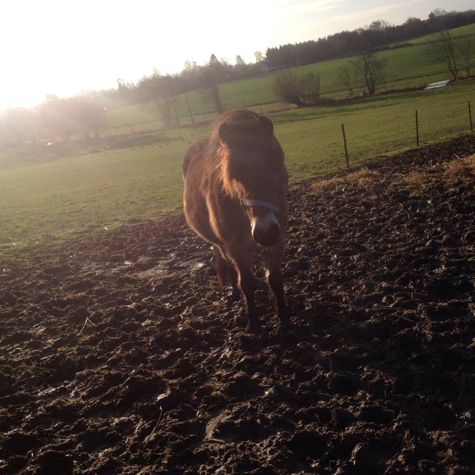 Gotlandsruss Idol - smukke idol på fold billede 9