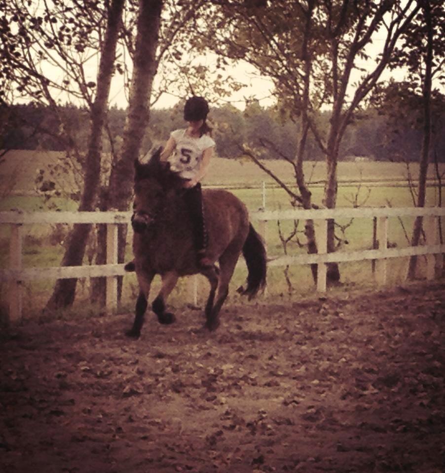 Gotlandsruss Idol - dressur uden  sadle  billede 11