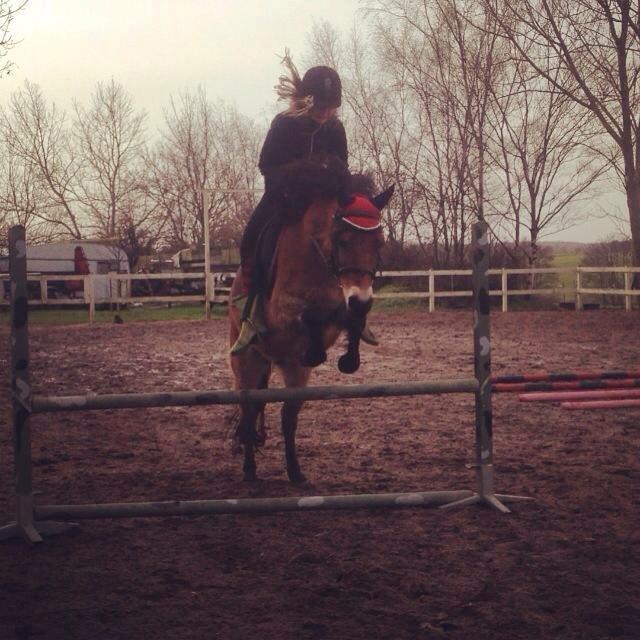 Gotlandsruss Idol - idol i 65 cm  billede 5