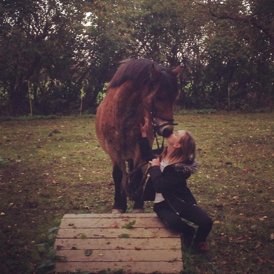 Gotlandsruss Idol - dygtig hest på pallen billede 12