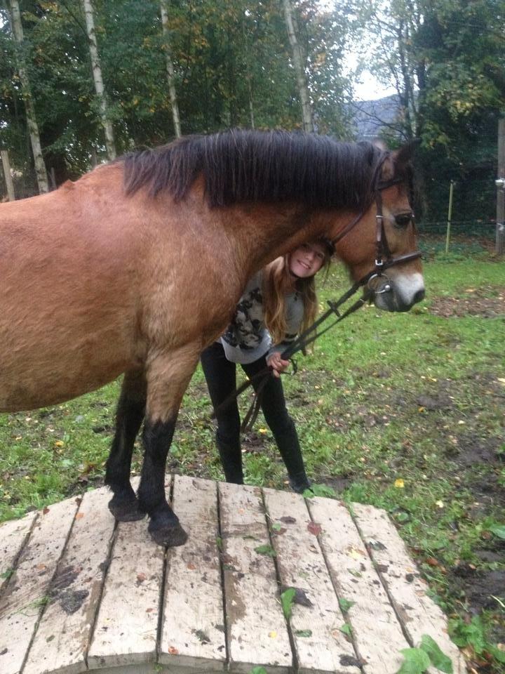 Gotlandsruss Idol billede 13