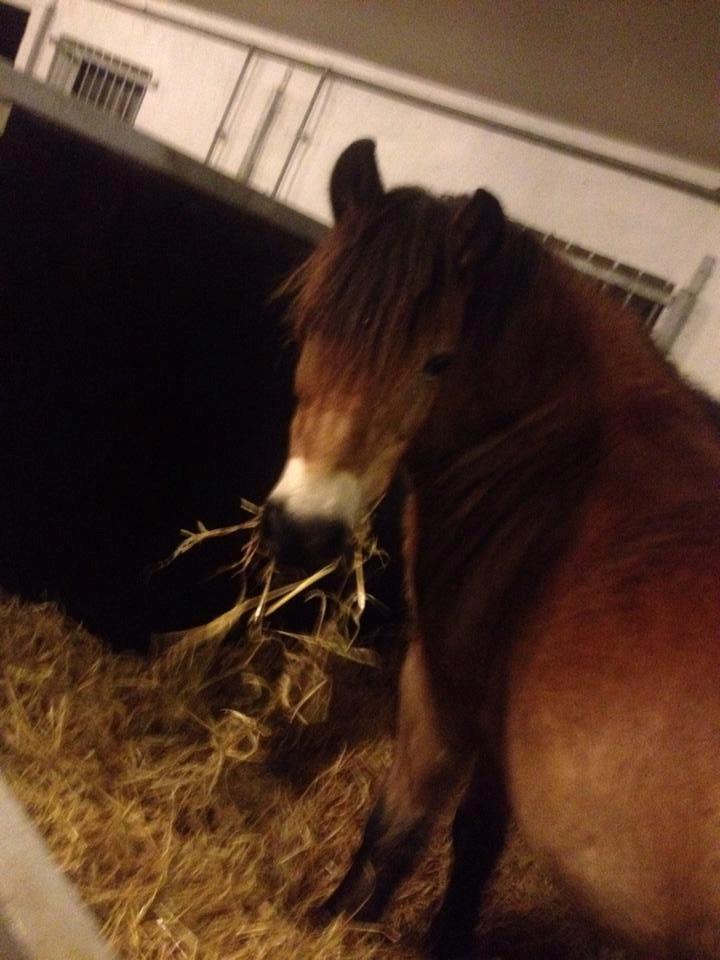 Gotlandsruss Idol billede 14