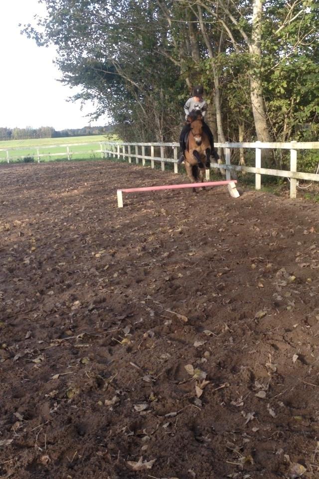 Gotlandsruss Idol - første gang vi sprang billede 15