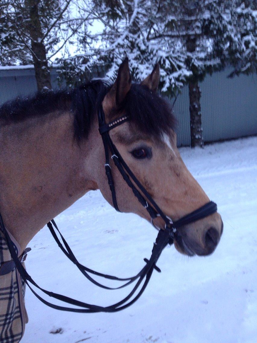 New Forest Stegstedsgårds Maracus billede 8