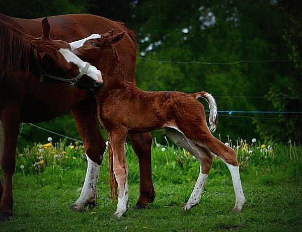Frederiksborg Hercules Mignon billede 15