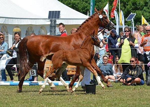 Frederiksborg Hercules Mignon billede 16