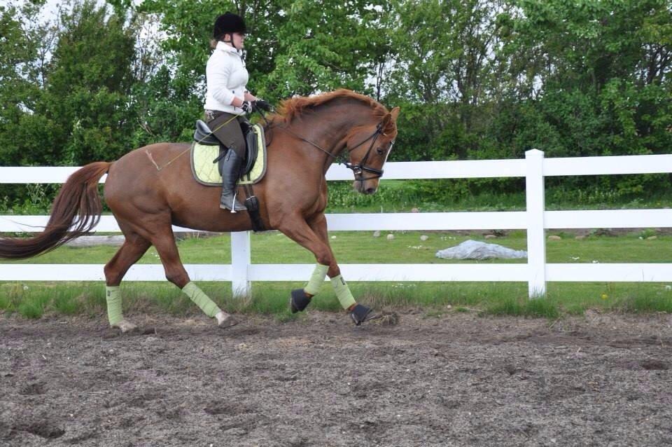 Dansk Varmblod Déjà Vu billede 18