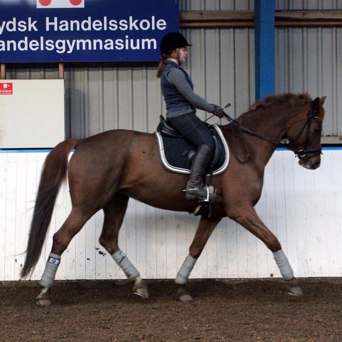 Dansk Varmblod Déjà Vu billede 20