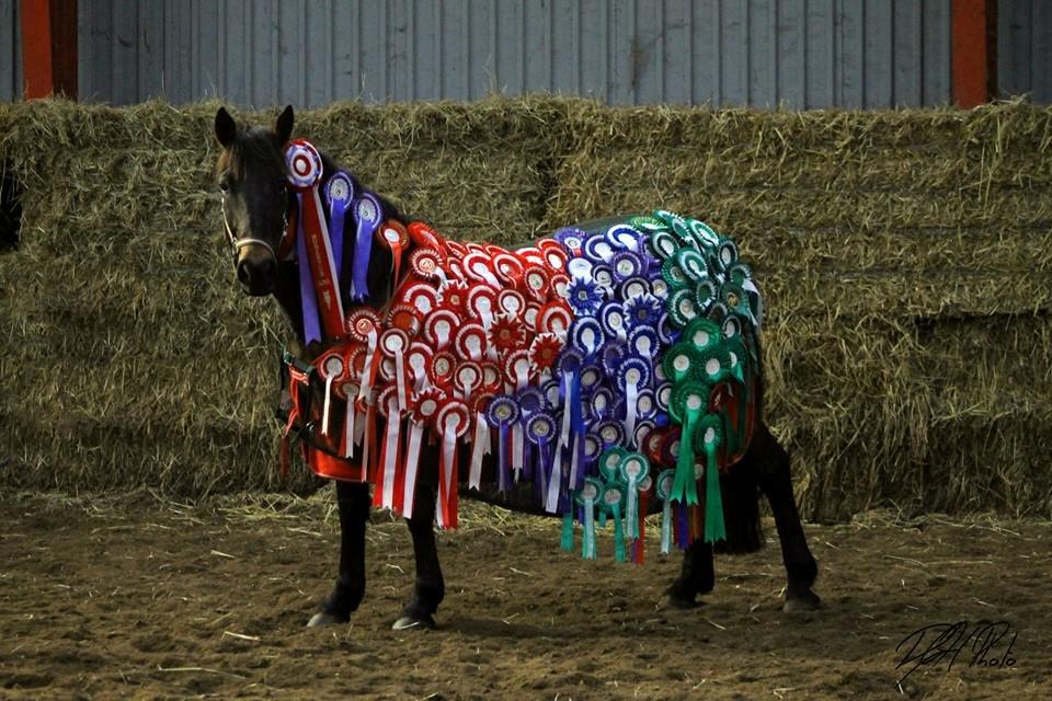 Hollandsk Sportspony JOLANDA SOLGT <3 - Jolanda charmebøf og model for mine færdige pony år. Som hun har været en del af hele tiden:)!<3 billede 4