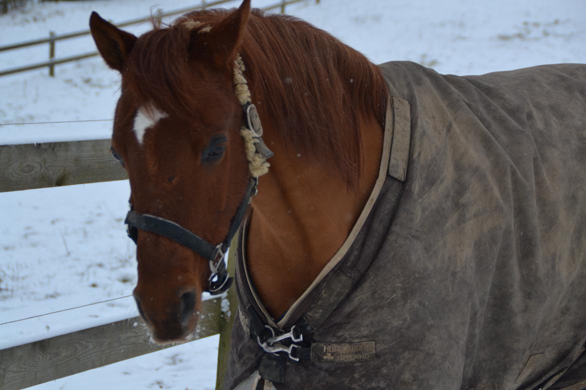 Arabisk fuldblod (OX) D. Midnight Rodeo OX billede 5