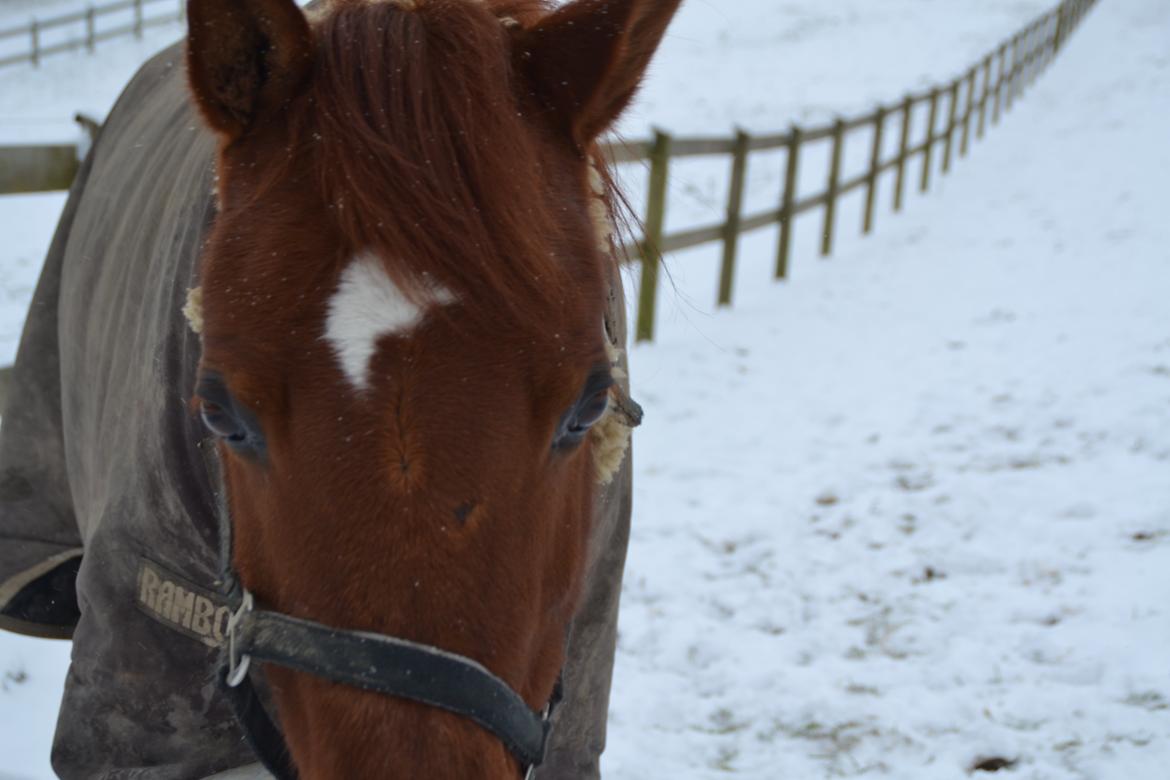 Arabisk fuldblod (OX) D. Midnight Rodeo OX billede 1