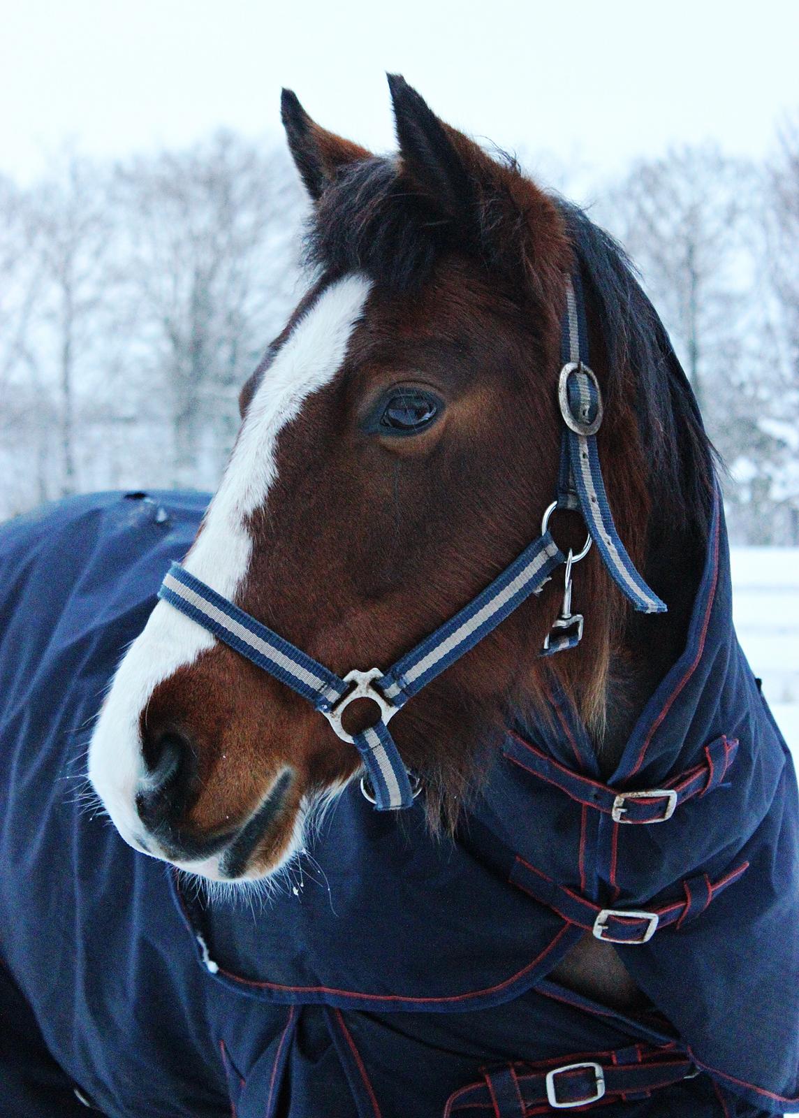 Anden særlig race Hesdalskær's Victoria - Februar 2015 | Smukkeste tøs ♥. billede 2