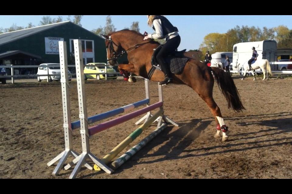 New Forest Veenwijk`s Chester billede 2