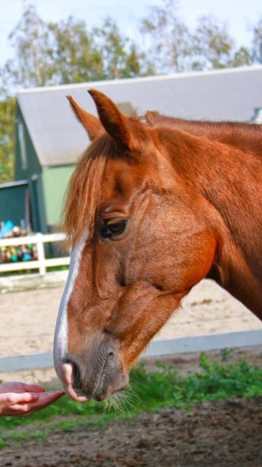 New Forest Veenwijk`s Chester billede 3