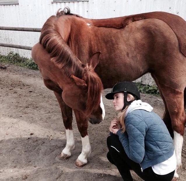 New Forest Veenwijk`s Chester billede 4