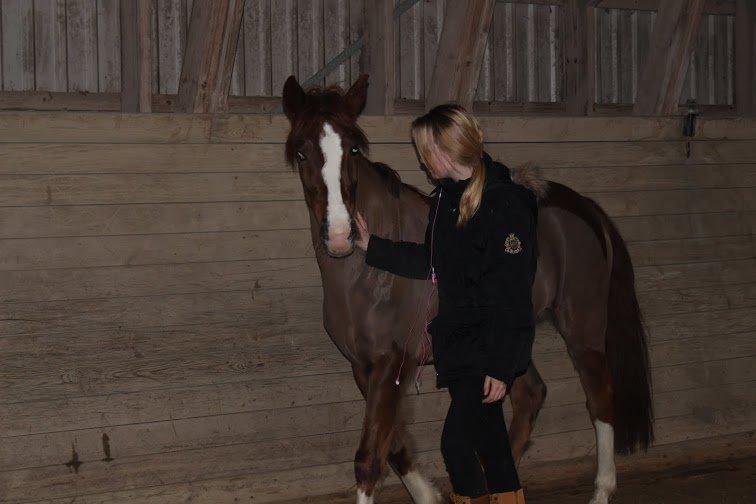 New Forest Veenwijk`s Chester billede 6